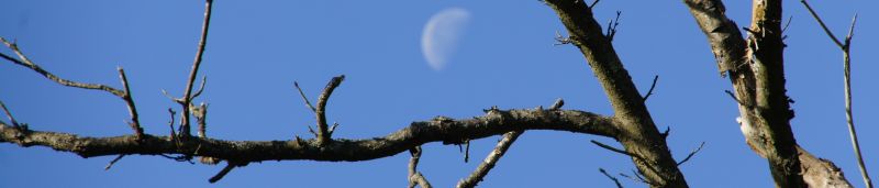 Moon thru tree